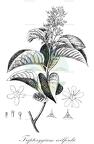 Tripterygium wilfordii