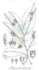 Polycardia lateralis