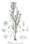 Mortonia sempervirens