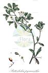 Putterlickia pyracantha