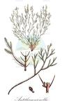 Antithamnionella
