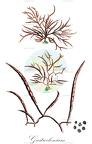 Gastroclonium