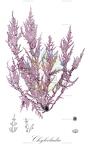 Chylocladia