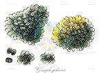 Gomphosphaeria