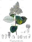 Couepia polyandra