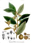 Gaulettia canomensis