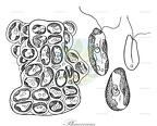Phaeococcus