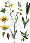 Tuberaria guttata
