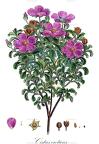 Cistus creticus