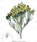 Hudsonia tomentosa