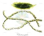 Chaetomorpha