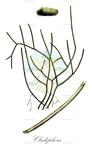 Cladophora