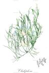 Cladophora