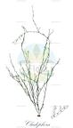 Cladophora
