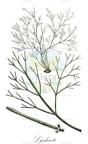 Lychaete
