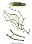 Rhizoclonium