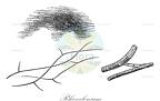 Rhizoclonium