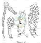 Wittrockiella