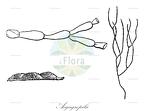 Aegagropila