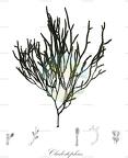 Cladostephus