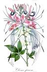 Cleome spinosa