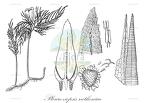 Pleuroziopsis ruthenica