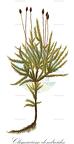 Climacium dendroides