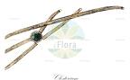 Closterium