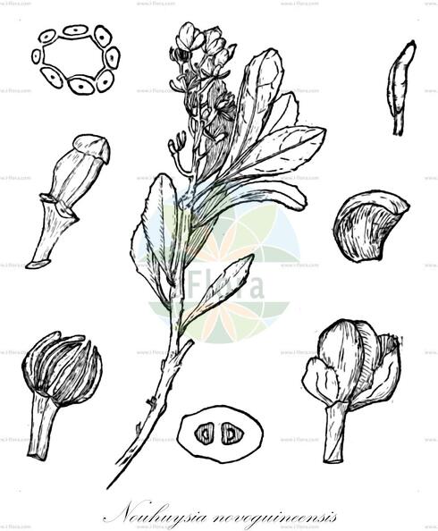Nouhuysia novoguineensis