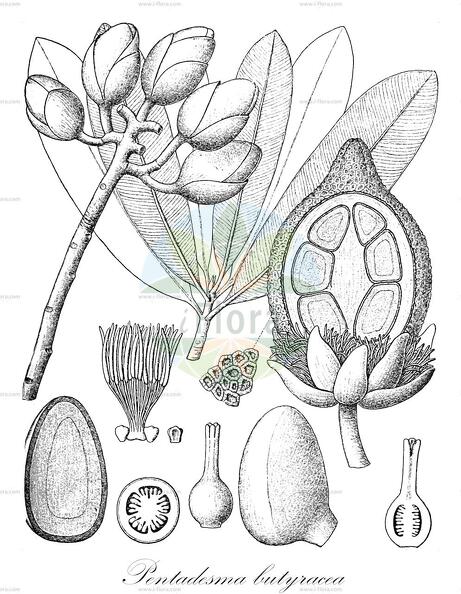 Pentadesma butyracea