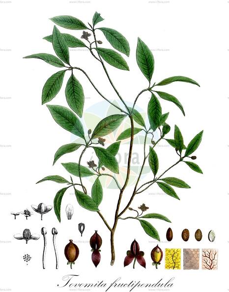 Tovomita fructipendula