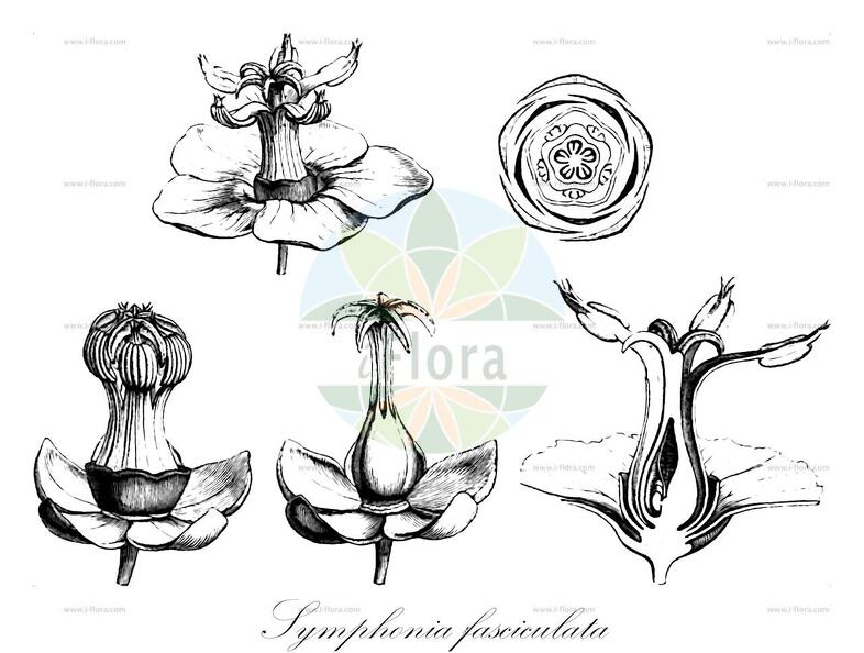 Symphonia fasciculata