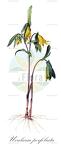 Uvularia perfoliata