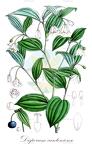 Disporum cantoniense