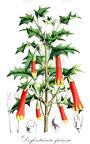 Desfontainia spinosa