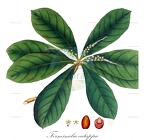 Terminalia catappa