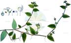 Tripogandra multiflora