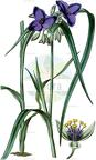 Tradescantia virginiana
