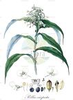 Pollia crispata