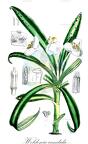 Weldenia candida