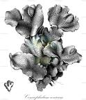 Conocephalum conicum
