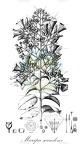 Maripa scandens