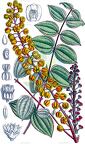 Coriaria terminalis