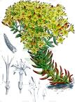 Pistorinia breviflora