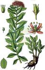 Rhodiola rosea