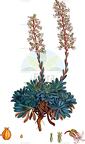 Rosularia serrata