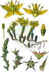 Sedum acre