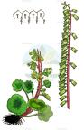 Umbilicus rupestris