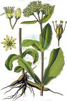 Hylotelephium maximum