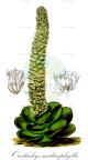 Orostachys malacophylla